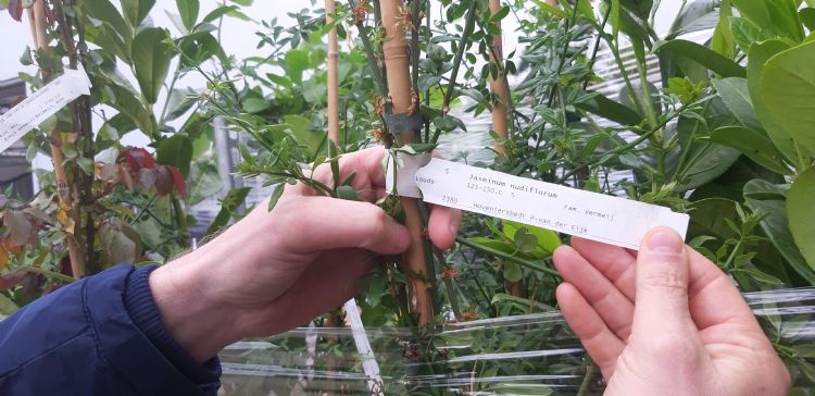 Het handelsbedrijf koopt planten in bij leveranciers, sorteert deze op klant- en projectniveau en levert ze na etikettering af bij de klant of het project. Het handelsbedrijf koopt planten in bij leveranciers, sorteert deze op klant- en projectniveau en levert ze na etikettering af bij de klant of het project.