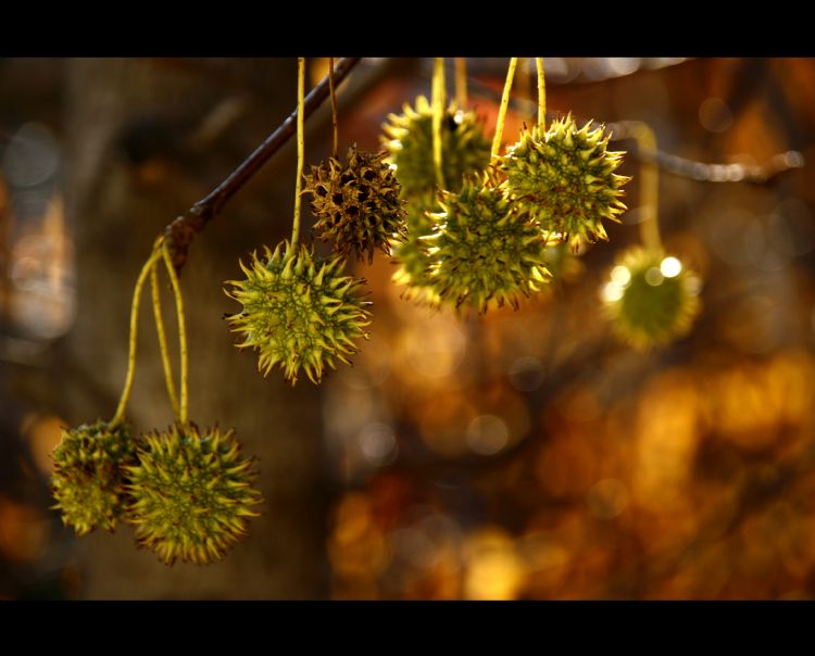 Liquidambar styraciflua Liquidambar styraciflua