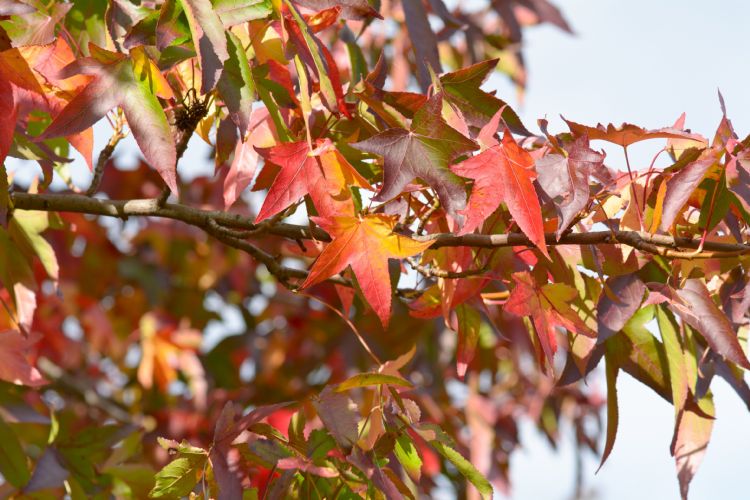 Liquidambar Liquidambar