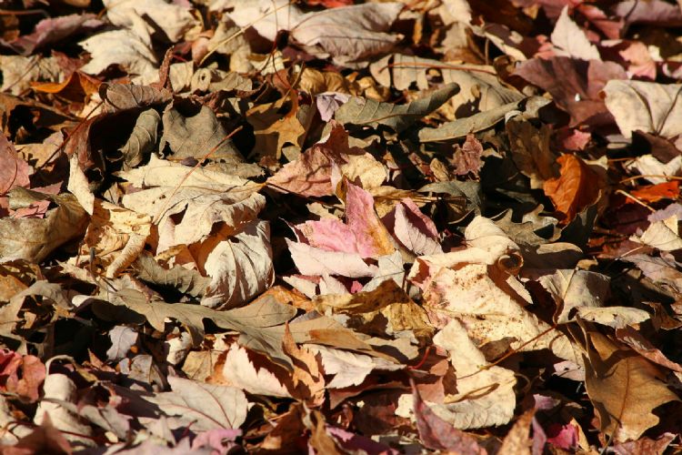 Bladmulch is eenvoudigweg mulch van afgevallen bladeren. Bladmulch is eenvoudigweg mulch van afgevallen bladeren.