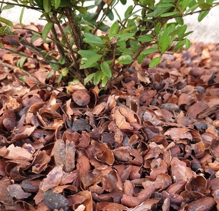 Cacaodoppen. Foto: Nederhof hoveniers Cacaodoppen. Foto: Nederhof hoveniers