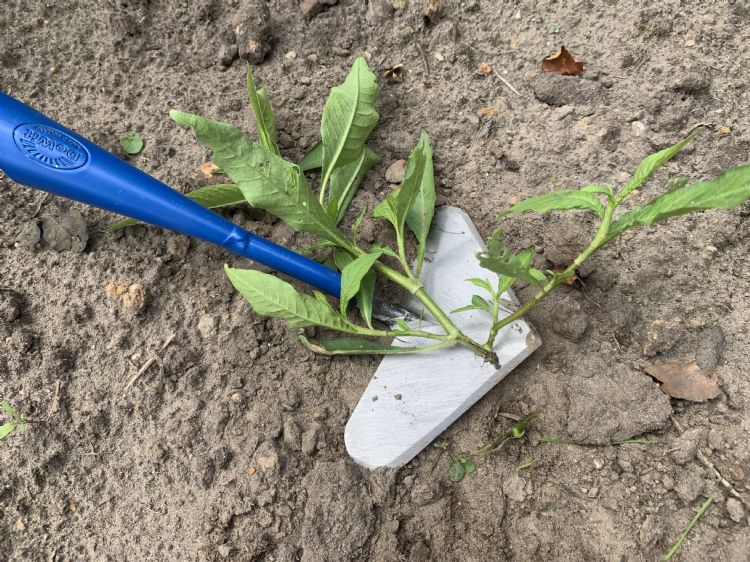 Te ondiep schoffelen. Hierbij blijven de wortels zitten en scheer je alleen het blad eraf. Te ondiep schoffelen. Hierbij blijven de wortels zitten en scheer je alleen het blad eraf.