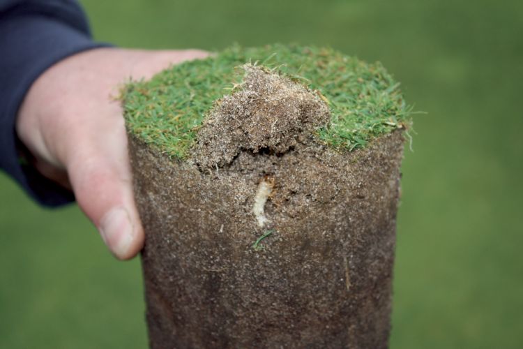 Engerling in green Engerling in green