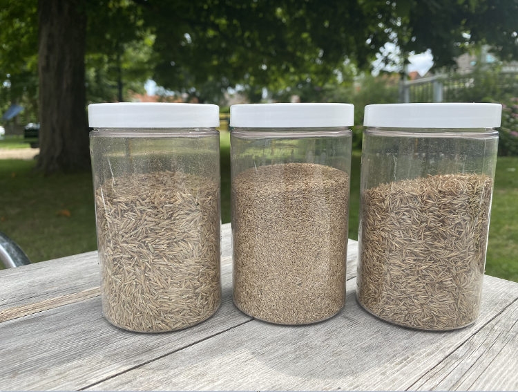 De componenten van Solario, van links naar rechts: Engels raai, veldbeemd en roodzwenk. Bron: DSV zaden Nederland De componenten van Solario, van links naar rechts: Engels raai, veldbeemd en roodzwenk. Bron: DSV zaden Nederland