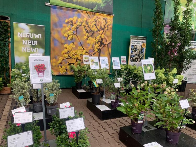 Andere noviteiten zoals drie nieuwe soorten Buddleja. Menkehorst: 'Het zijn nieuwe planten maar ze hebben zich al wel bewezen.' Andere noviteiten zoals drie nieuwe soorten Buddleja. Menkehorst: 'Het zijn nieuwe planten maar ze hebben zich al wel bewezen.'