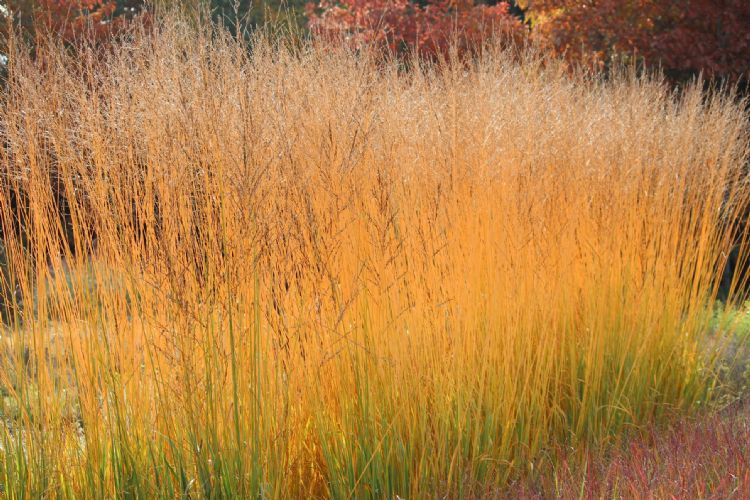 <i>Molinia arundinacea</i> 'Skyracer' zorgt voor een romantische herfstsfeer in de tuin. <i>Molinia arundinacea</i> 'Skyracer' zorgt voor een romantische herfstsfeer in de tuin.