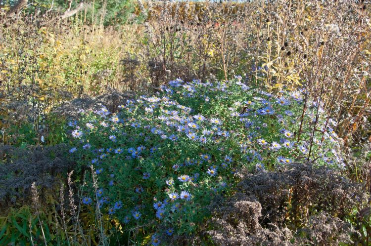 <i>Aster oblongifolium</i> 'October Skies' vormt een zee van kleine bloemen. <i>Aster oblongifolium</i> 'October Skies' vormt een zee van kleine bloemen.