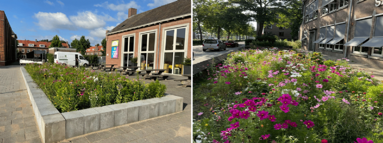 Project vergroening bij een school. Er is begin juni gezaaid. Eerst kwam er weinig op; op de foto is alleen onkruid te zien (boven). Het advies was om af te wachten en geduld te hebben. Begin september stonden de veldbloemen er prachtig bij (onder). Project vergroening bij een school. Er is begin juni gezaaid. Eerst kwam er weinig op; op de foto is alleen onkruid te zien (boven). Het advies was om af te wachten en geduld te hebben. Begin september stonden de veldbloemen er prachtig bij (onder).