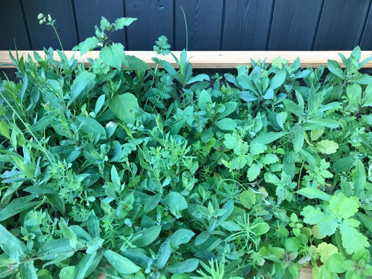 S+dB breidt de techniek uit voor wildebloemen- en kruidenmengsels en groentezaden. S+dB breidt de techniek uit voor wildebloemen- en kruidenmengsels en groentezaden.