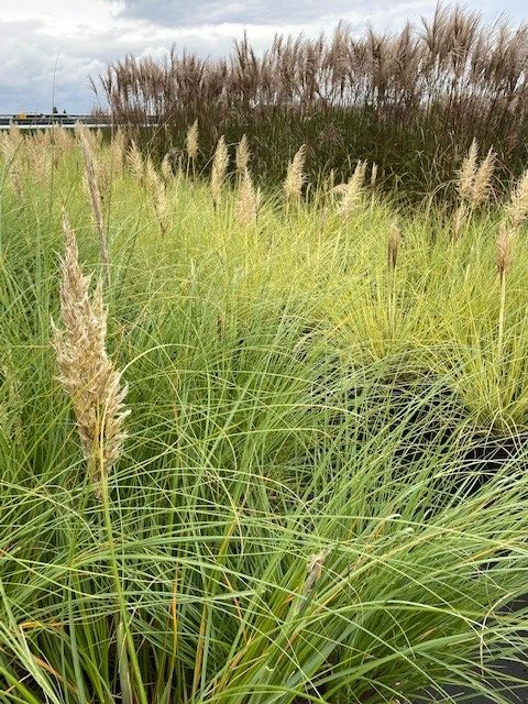 <i>Cortaderia</i> springt in het oog door de sierlijke pluimen <i>Cortaderia</i> springt in het oog door de sierlijke pluimen