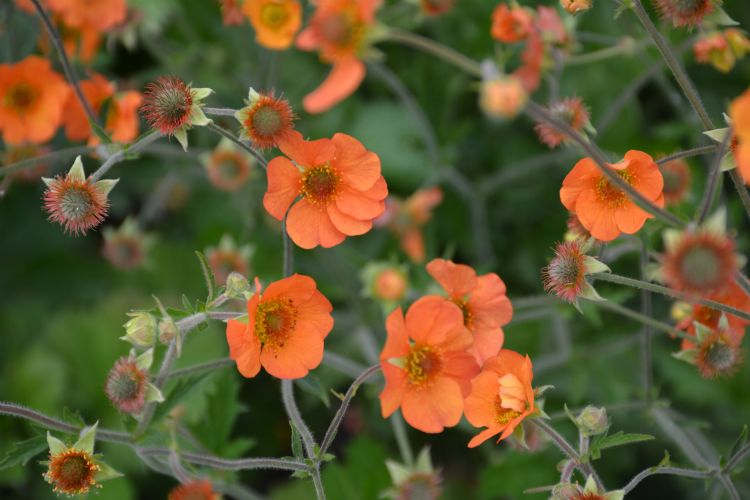 <i>Geum</i> 'Prinses Juliana' samen met <i>Carex testacea</i> 'Prairie Fire' op de Floriade 2022. Ontwerp: Jacqueline van der Kloet <i>Geum</i> 'Prinses Juliana' samen met <i>Carex testacea</i> 'Prairie Fire' op de Floriade 2022. Ontwerp: Jacqueline van der Kloet