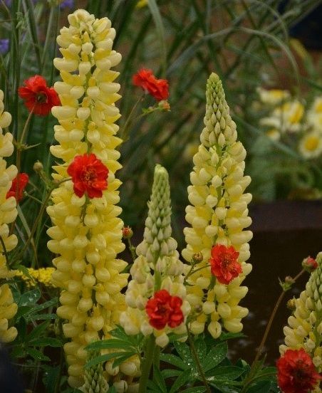 <i>Geum</i> in combinatie met <i>Lupinus</i> 'The Chandelier'. Foto: Marlien van der Linden <i>Geum</i> in combinatie met <i>Lupinus</i> 'The Chandelier'. Foto: Marlien van der Linden