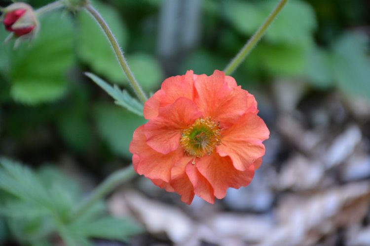 Foto: Marlien van der Linden