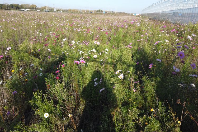 Het nieuwe bedrijventerrein is nu nog een prachtige bloemenweide Het nieuwe bedrijventerrein is nu nog een prachtige bloemenweide