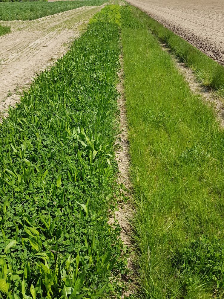 Proefstrook Bermen Divers Proefstrook Bermen Divers