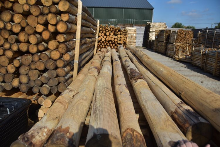 Stammen uit Italië zijn rechter en de jaarringen zitten dichter opeen. Stammen uit Italië zijn rechter en de jaarringen zitten dichter opeen.