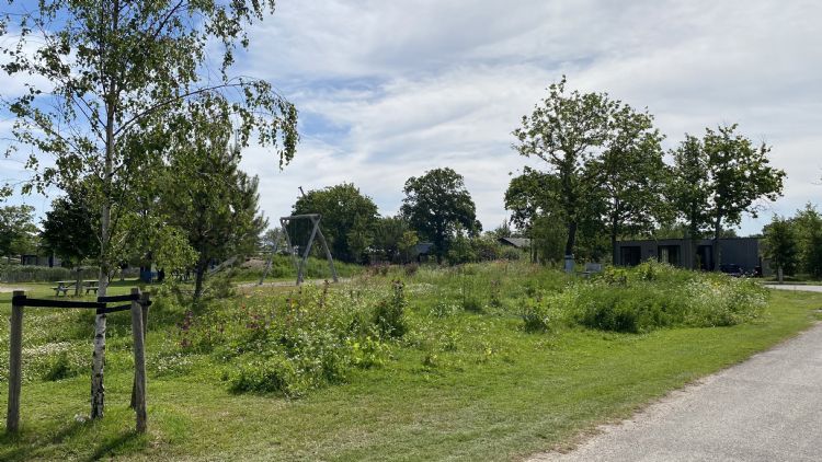 Vakantiepark De Klepperstee (Ouddorp, Goeree-Overflakkee) heeft op verschillende plaatsen in het park langs de paden grasstroken aangelegd en veldbloemen ingezaaid. Vakantiepark De Klepperstee (Ouddorp, Goeree-Overflakkee) heeft op verschillende plaatsen in het park langs de paden grasstroken aangelegd en veldbloemen ingezaaid.