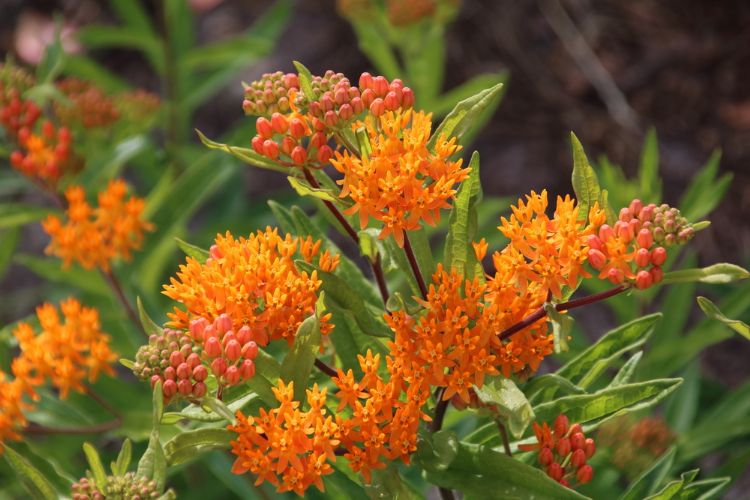 <i>Asclepias tuberosa</i> of zijdeplant <i>Asclepias tuberosa</i> of zijdeplant