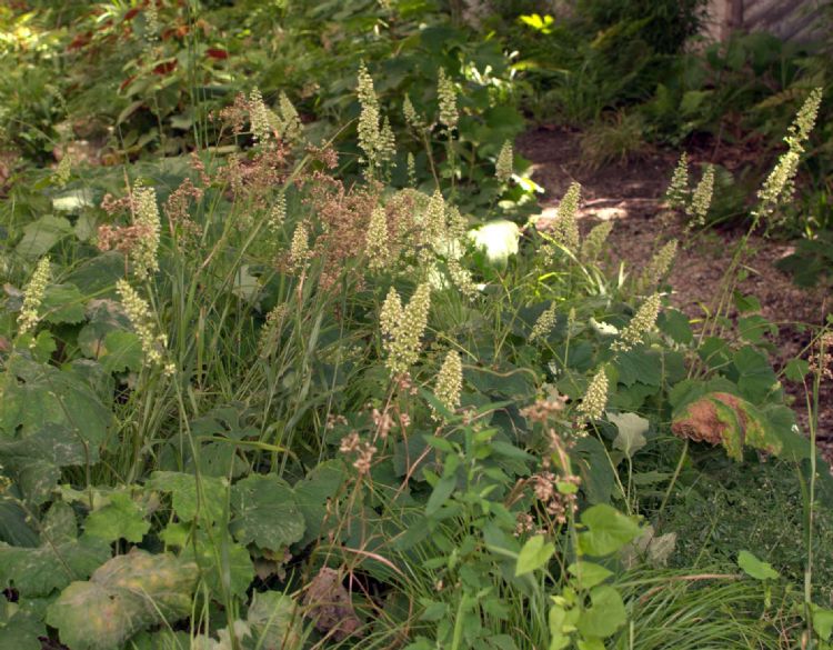 <i>Heuchera villosa</i> var. <i>macrorrhiza</i> of purperklokje <i>Heuchera villosa</i> var. <i>macrorrhiza</i> of purperklokje