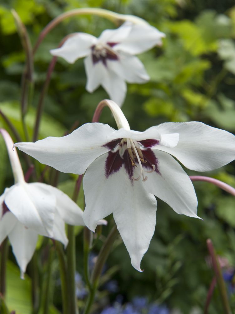 <i>Gladiolus callianthus</i> <i>Gladiolus callianthus</i>