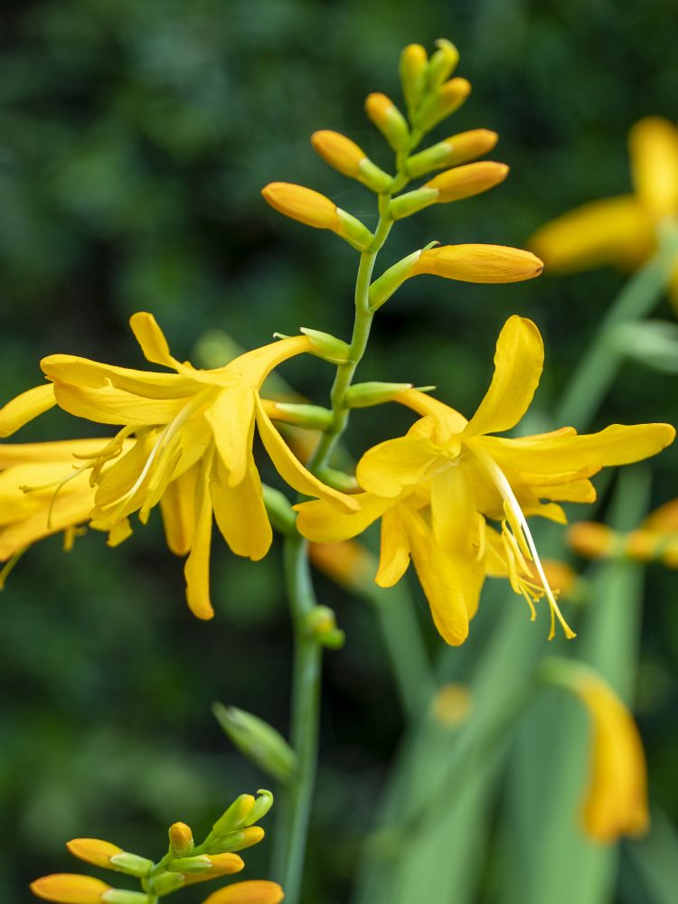 <i>Crocosmia</i> 'George Davidson' <i>Crocosmia</i> 'George Davidson'