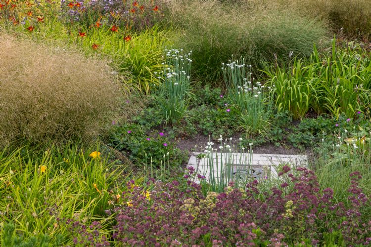 Detailbeeld van wadi in Boxmeer Detailbeeld van wadi in Boxmeer