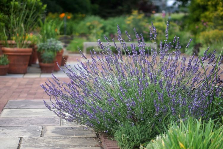 Foto's: Plantipp Foto's: Plantipp