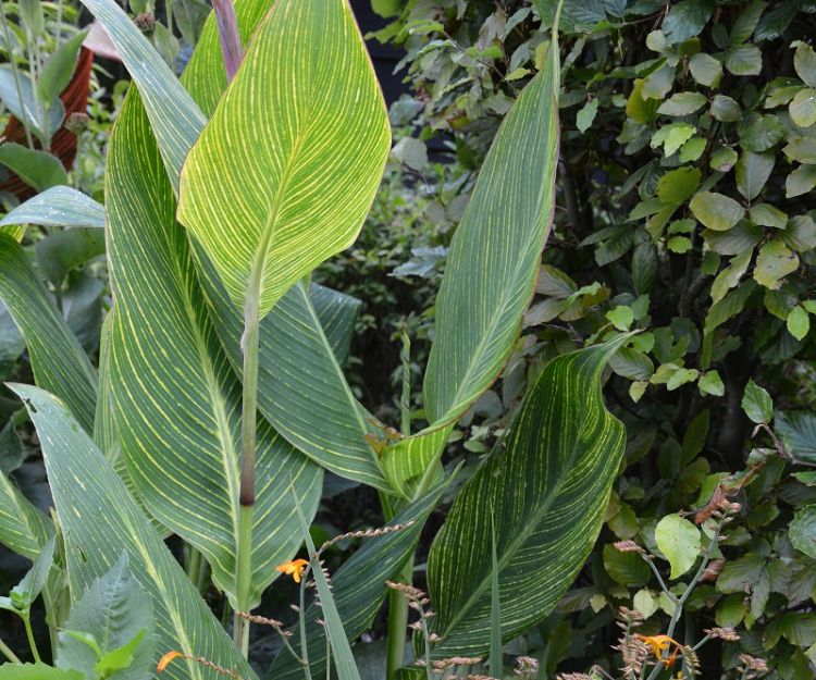 <i>Crocosmia</i> in combinatie met de grote bladeren van <i>Canna</i>, waardoor een tropische sfeer ontstaat <i>Crocosmia</i> in combinatie met de grote bladeren van <i>Canna</i>, waardoor een tropische sfeer ontstaat