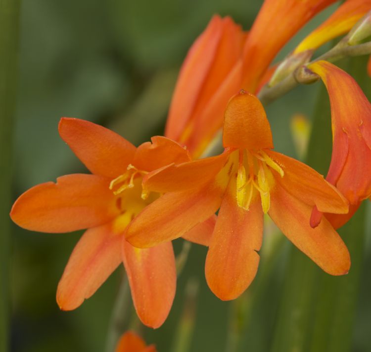 <i>Crocosmia</i> 'Abundant Joy' <i>Crocosmia</i> 'Abundant Joy'