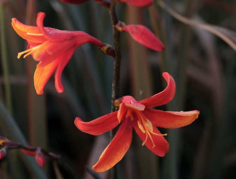 <i>Crocosmia</i> 'Bressingham Dark Fire' <i>Crocosmia</i> 'Bressingham Dark Fire'