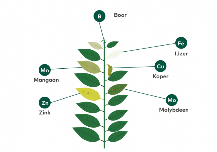 Sporenelementen Sporenelementen