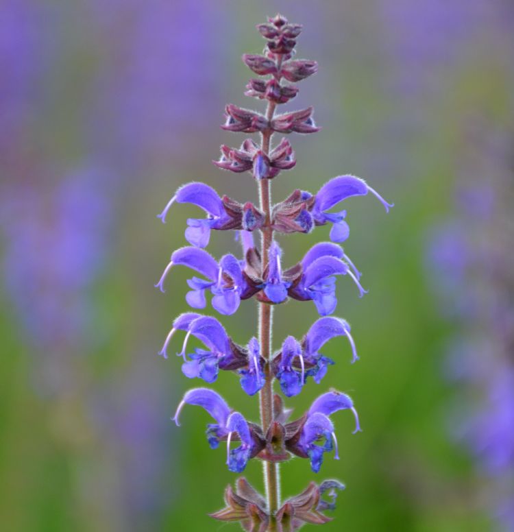<i>Salvia</i> 'Purple Spring' <i>Salvia</i> 'Purple Spring'