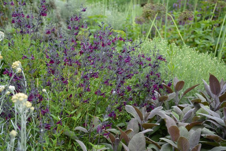 <i>Salvia</i> 'Nachtvlinder' <i>Salvia</i> 'Nachtvlinder'