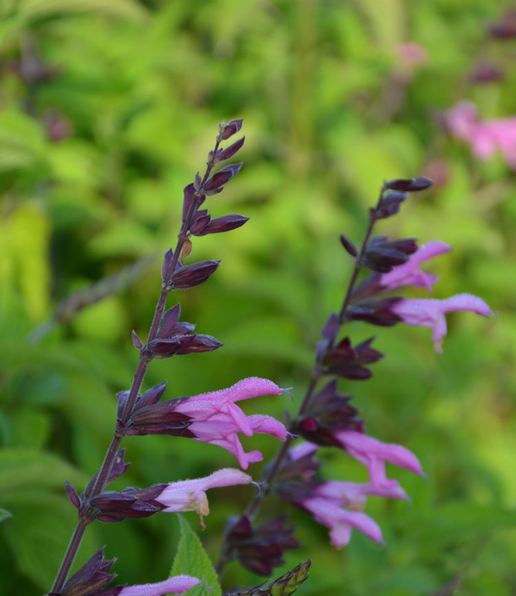 <i>Salvia</i> 'Arggr17-011' PINK AMISTAD <i>Salvia</i> 'Arggr17-011' PINK AMISTAD