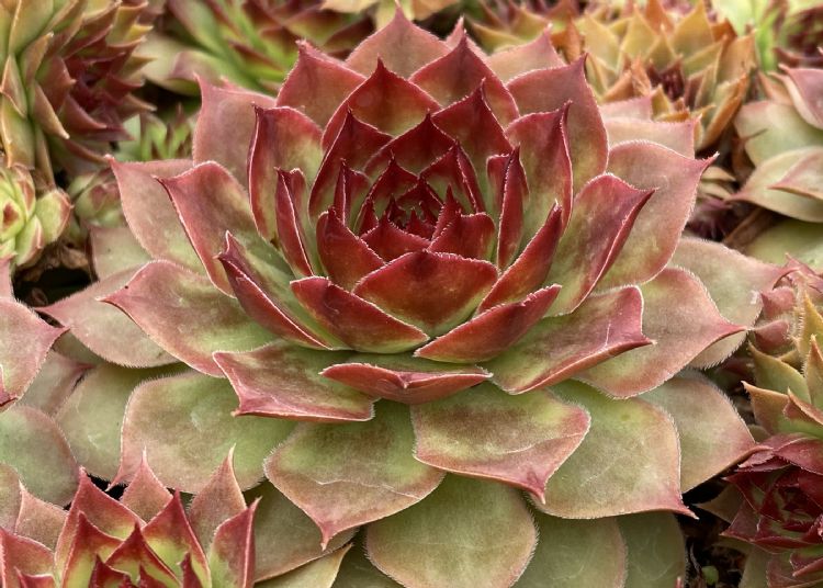 Chick Charms GIANTS Copper Canyon Chick Charms GIANTS Copper Canyon