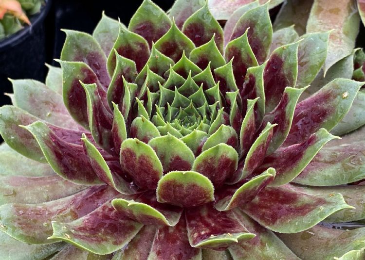 Chick Charms GIANTS Emerald Explosion