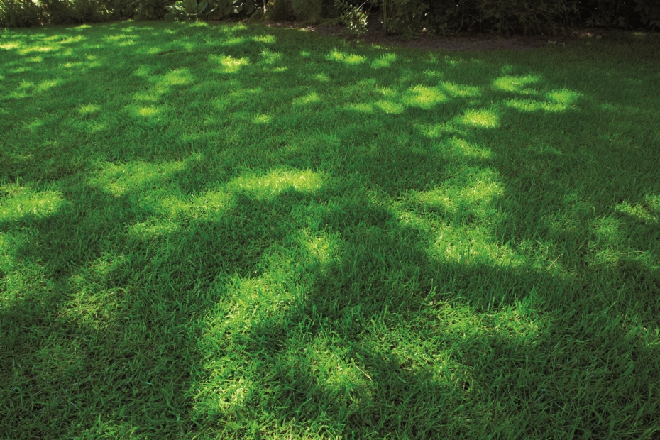 Met de unieke combinatie van rietzwenk, veldbeemd en <i>Deschampsia</i> ontstaat een zeer schaduwtolerant gazon Met de unieke combinatie van rietzwenk, veldbeemd en <i>Deschampsia</i> ontstaat een zeer schaduwtolerant gazon