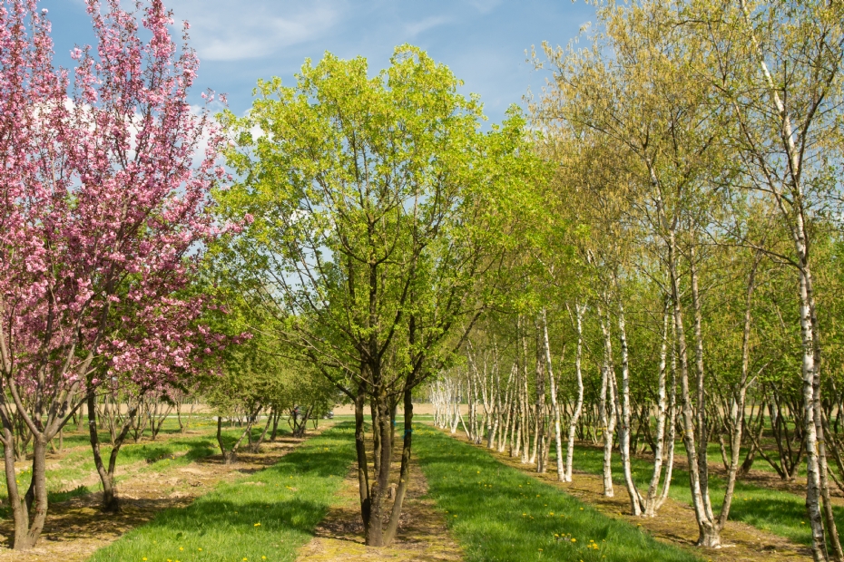 <i>Acer monspessulanum</i> <i>Acer monspessulanum</i>