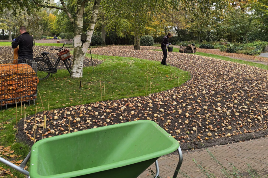 Aanplanting op Keukenhof Aanplanting op Keukenhof