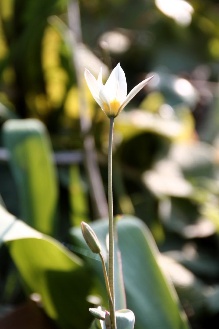 Neylonda siltanish Neylonda siltanish