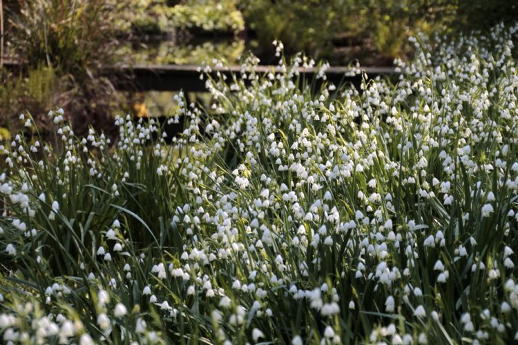 Kochada külotsiz yubkada Yapon ayollar hojatxonalari onlayn