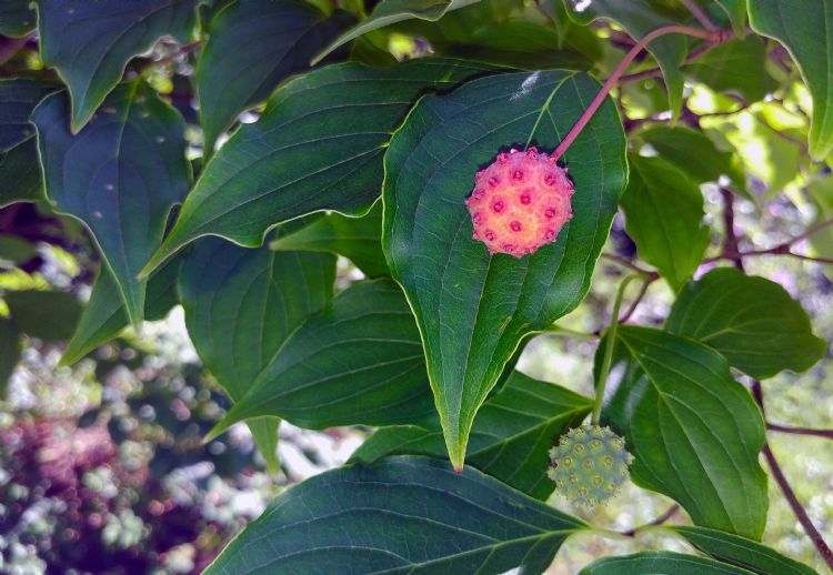 Cornus kousa Cornus kousa