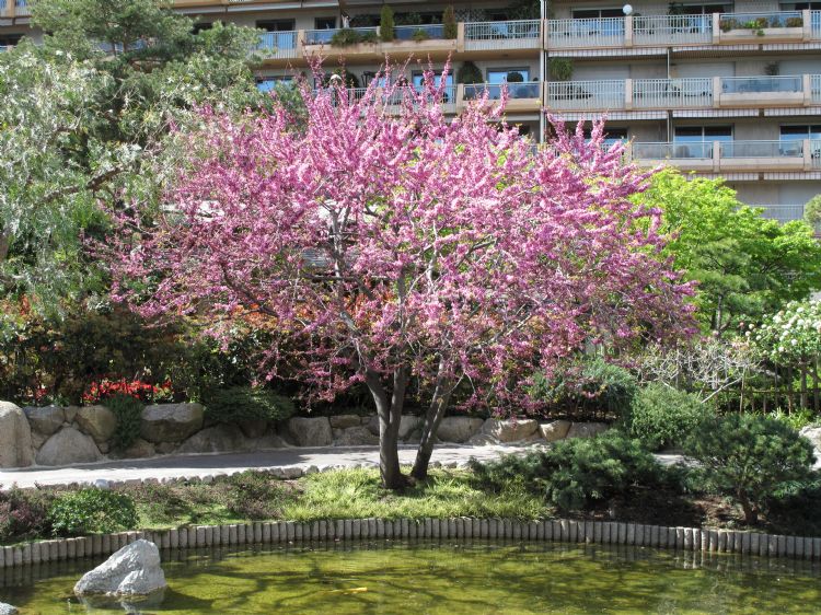 Cercis siliquastrum Cercis siliquastrum