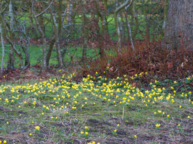 Lindenvoet met Eranthis hyemalis (c) Joop Huner Lindenvoet met Eranthis hyemalis (c) Joop Huner