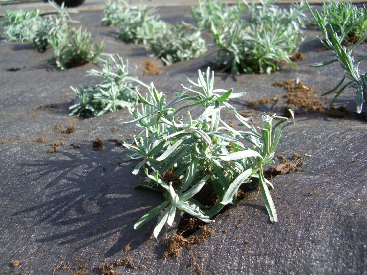 DuPont Plantex Pro-doek van RootBarrier DuPont Plantex Pro-doek van RootBarrier