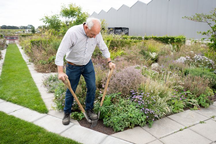 Met de prairieschop wordt de beplanting in de lava gezet Met de prairieschop wordt de beplanting in de lava gezet