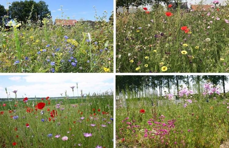 Afbeelding: de meerjarige bloemenmengsels Veldbloemen 1, Veldbloemen 2, Veldbloemen 3 en Veldbloemen 4 (van links naar rechts en boven naar onder). Afbeelding: de meerjarige bloemenmengsels Veldbloemen 1, Veldbloemen 2, Veldbloemen 3 en Veldbloemen 4 (van links naar rechts en boven naar onder).
