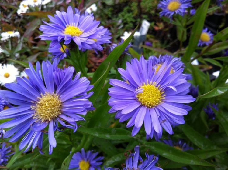Aster novi belgii 'Marie Ballard' Aster novi belgii 'Marie Ballard'