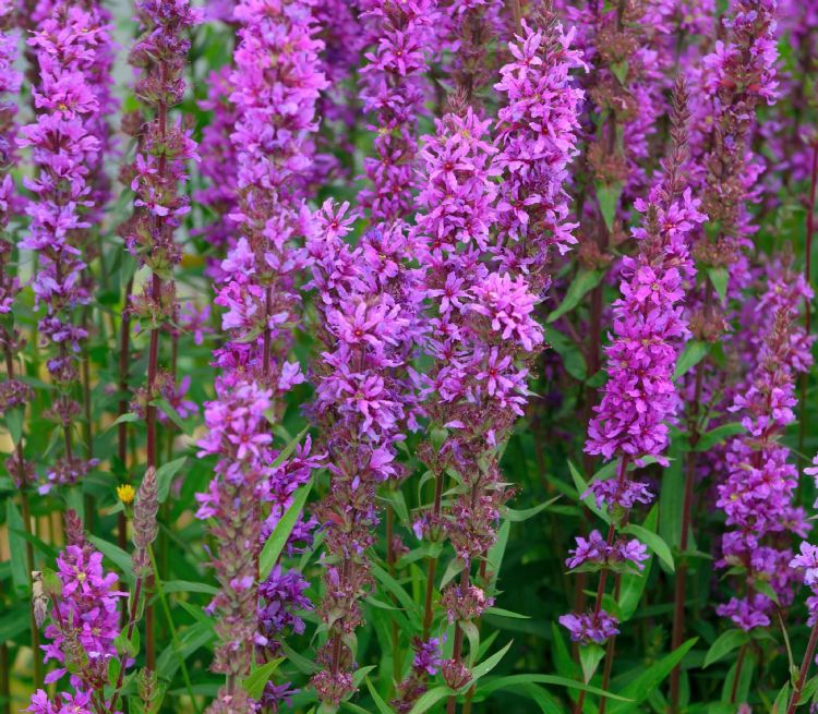 Lythrum salicaria Lythrum salicaria