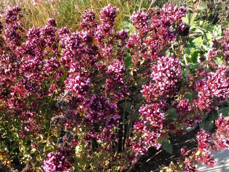 Origanum laevigatum 'Herrenhausen' Origanum laevigatum 'Herrenhausen'